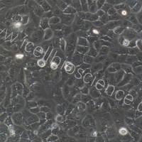 大鼠胰腺导管上皮细胞/免疫荧光鉴定