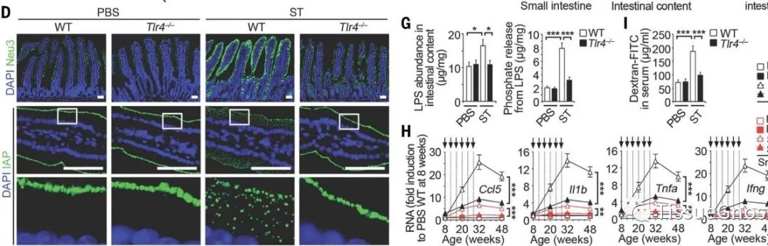 Science: 周期性的低等级细菌感染很有可能是慢性炎症疾病的诱因！