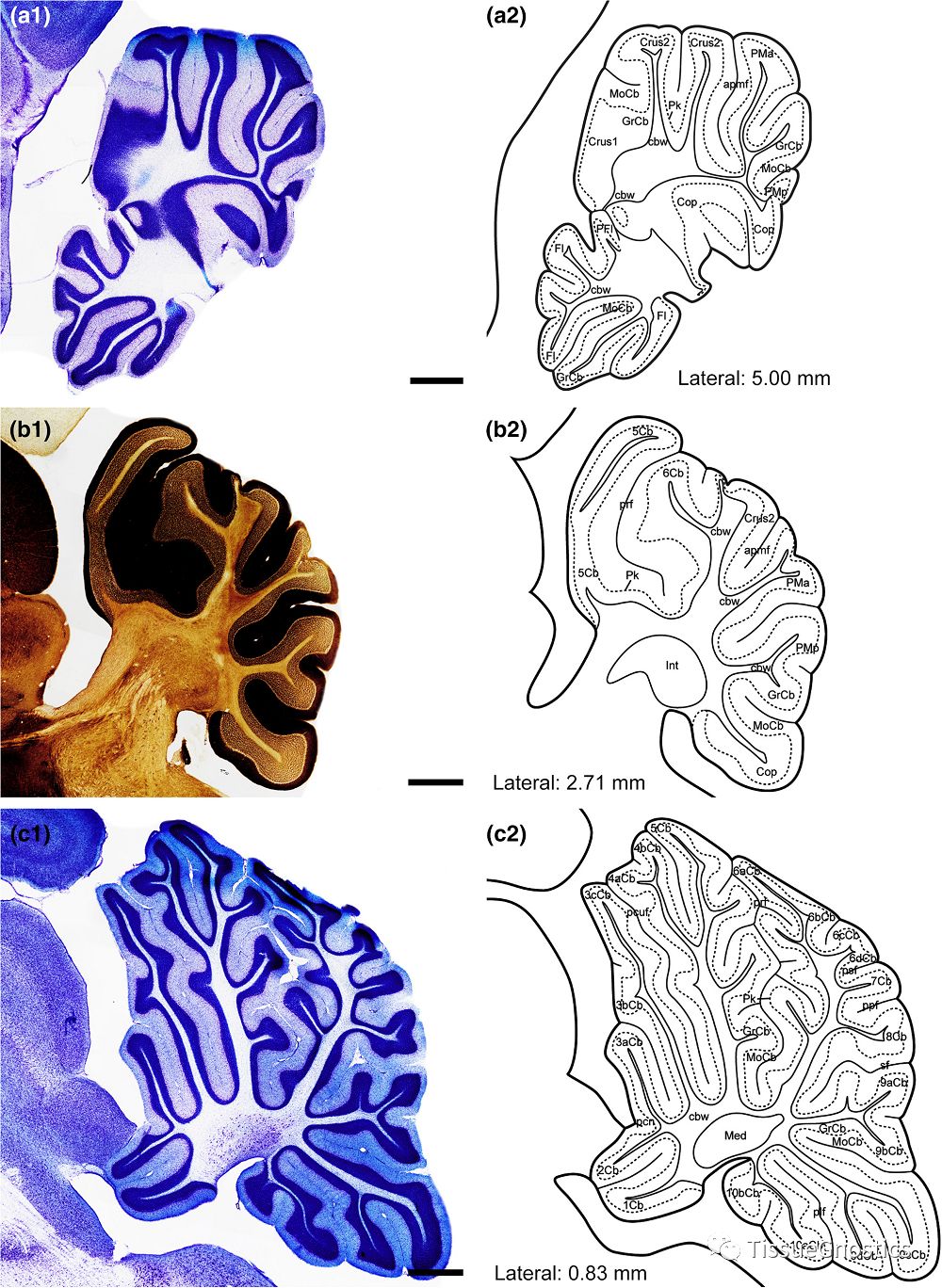 “非人灵长类”实验动物中枢神经系统比较医学基础研究