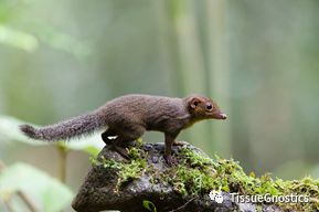 “非人灵长类”实验动物中枢神经系统比较医学基础研究