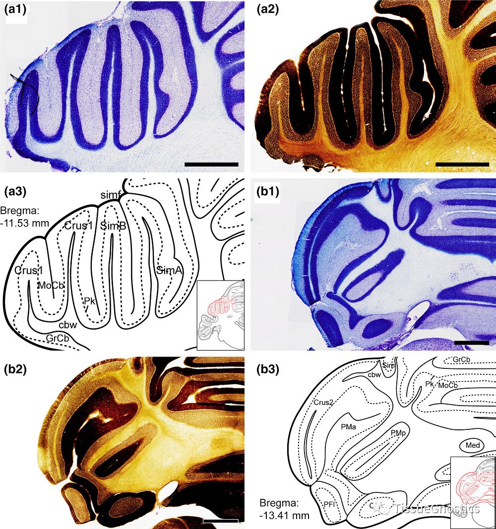 “非人灵长类”实验动物中枢神经系统比较医学基础研究