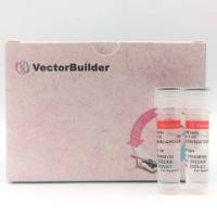 现货IVT RNA和LNP-mRNA