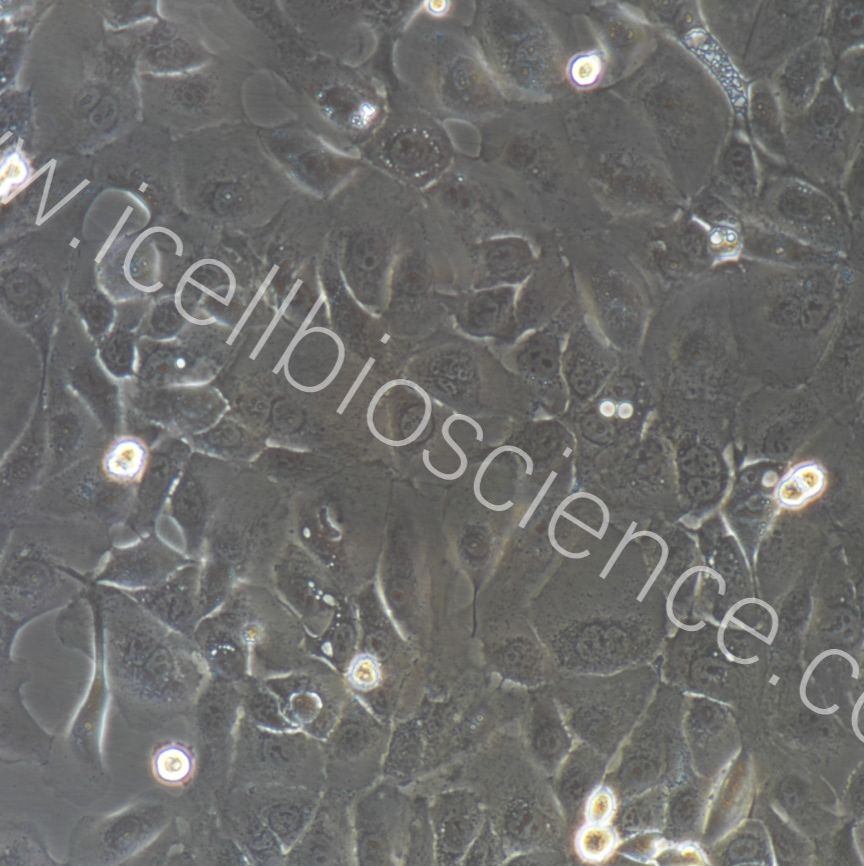 大鼠宫颈上皮细胞  免疫荧光鉴定 镜像绮点（Cellverse）