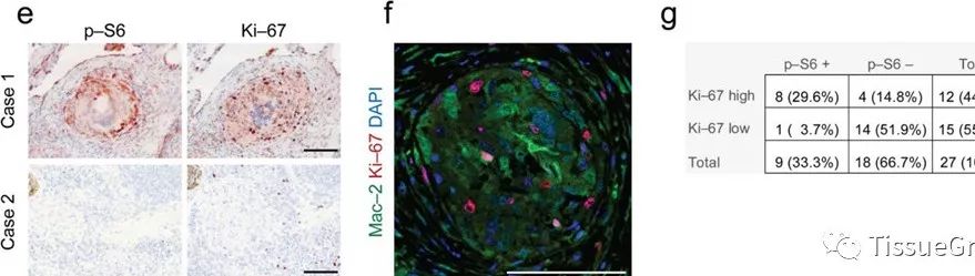 TissueFAXS Cytometry技术在药物方向应用节选