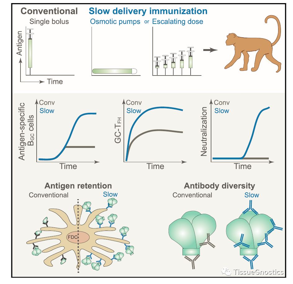 CELL:新HIV疫苗递送策略能在临床前模型中增强保护性免疫应答 （来自TissueFAXS SL Q+系统）