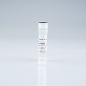 PAB45877 IL1B Polyclonal Antibody