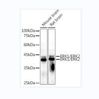 ERK1 / ERK2 Mouse mAb