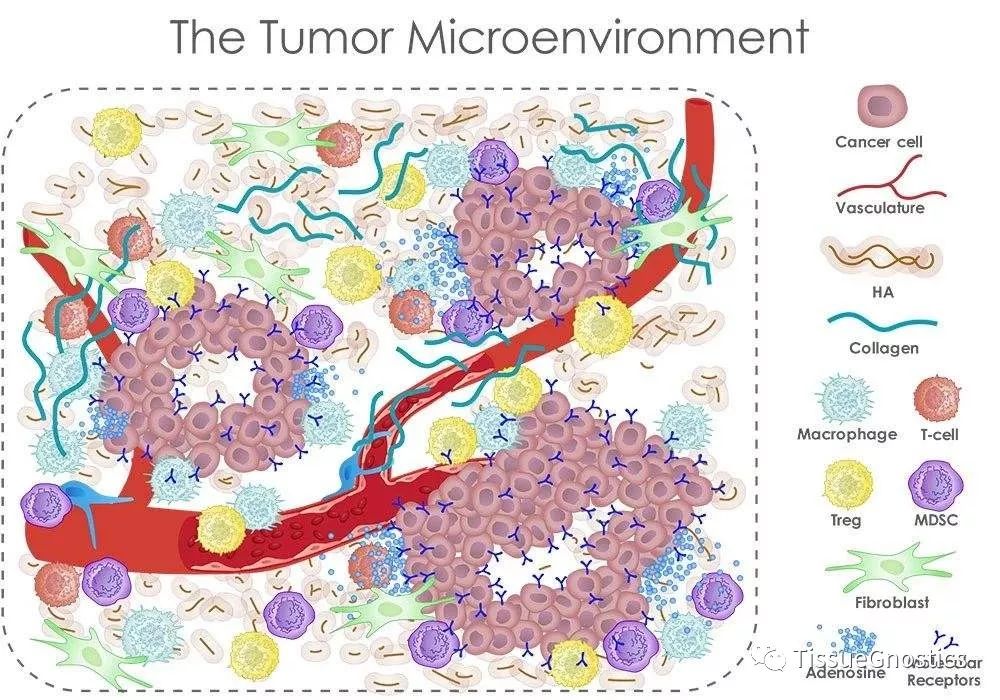 TissueFAXS Cytometry-曹雪涛组潜在药物靶标研发CELL文章分享