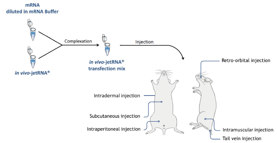 COVID-19 转染相关研究热点