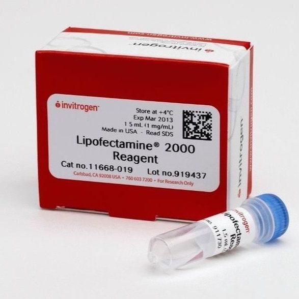  Lipofectamine 2000 Reagent 脂质体2000