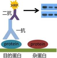 免疫印迹（wb实验）技术服务