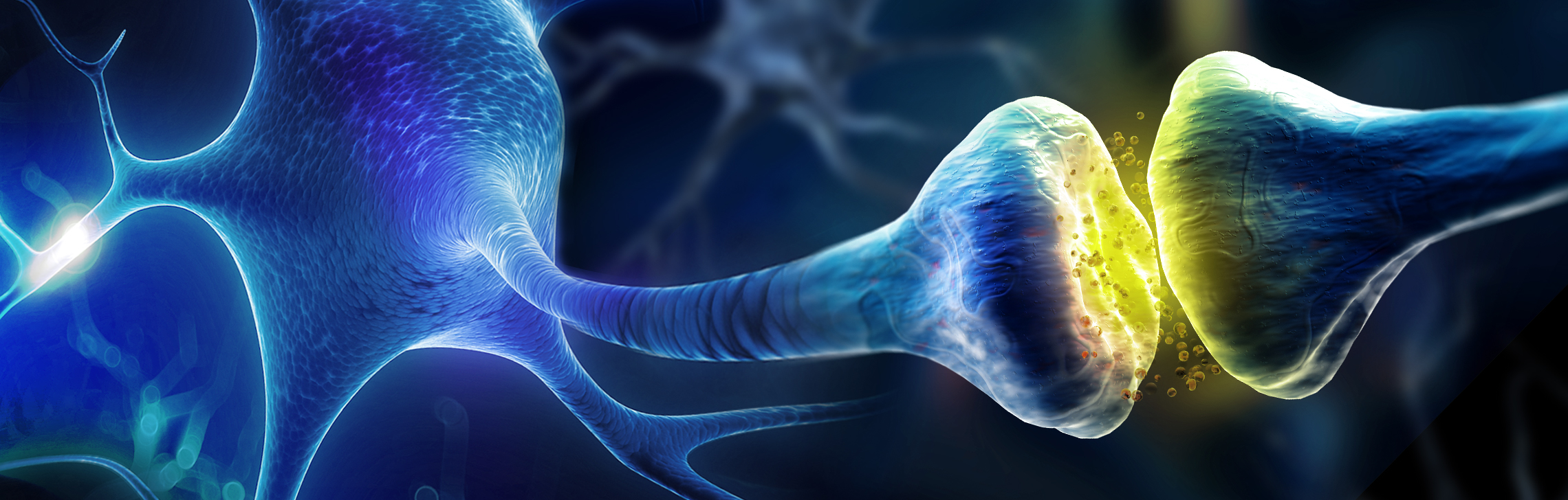 Cdk5和GSK3β调节之Endophilin介导的快速内吞作用