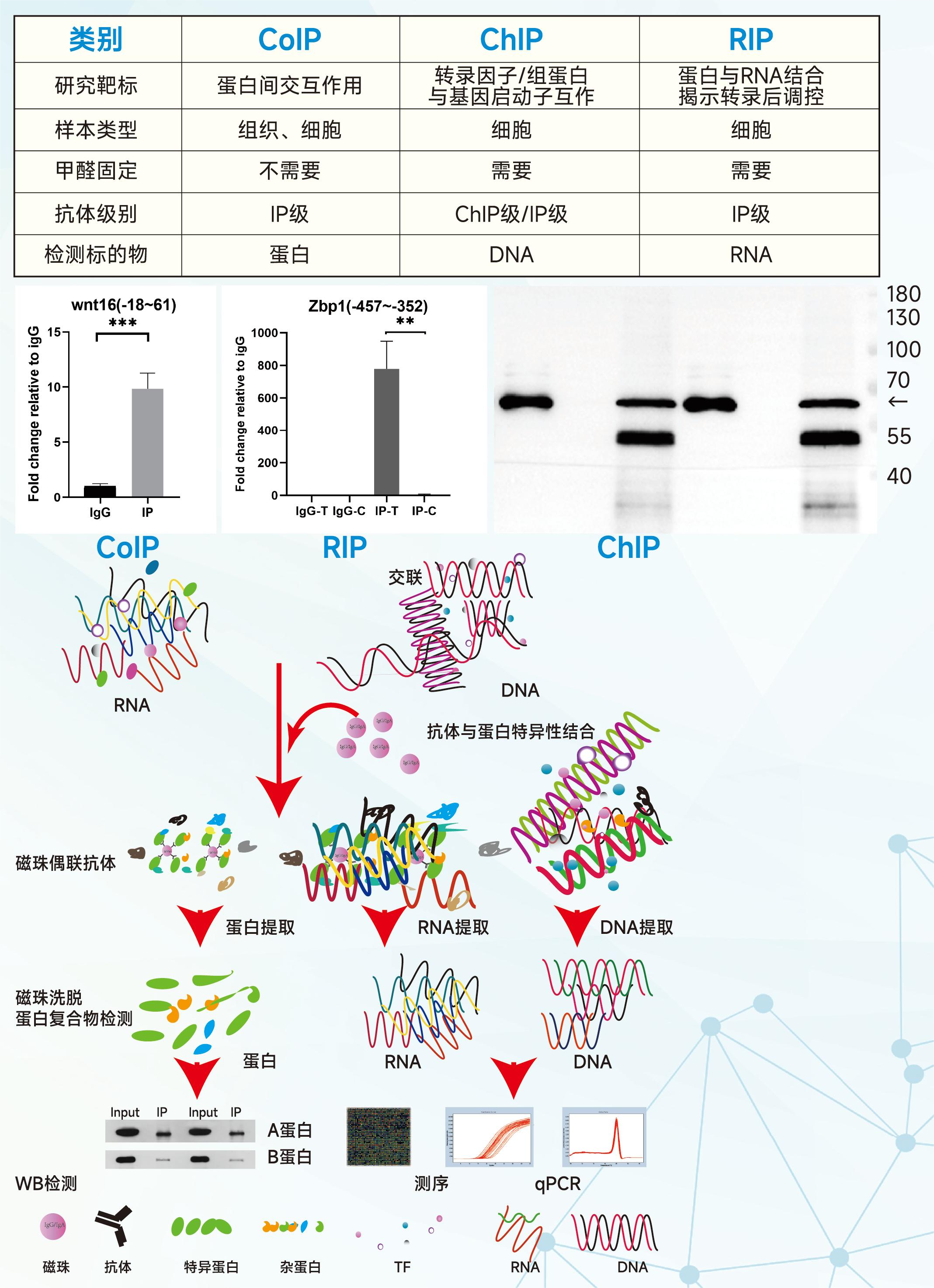 IP类 实验