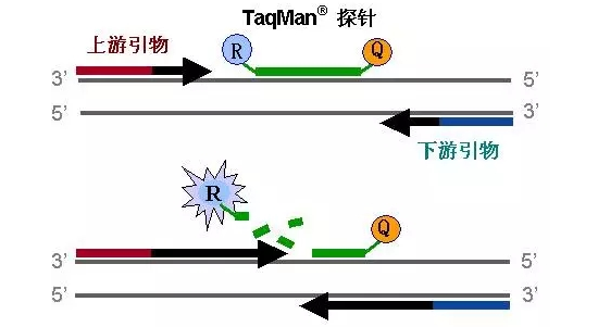 浅谈荧光定量PCR的两方面的应用