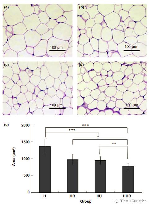 这篇讲的是脂肪细胞