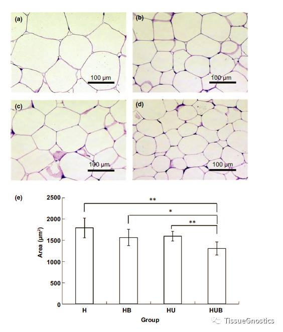 这篇讲的是脂肪细胞
