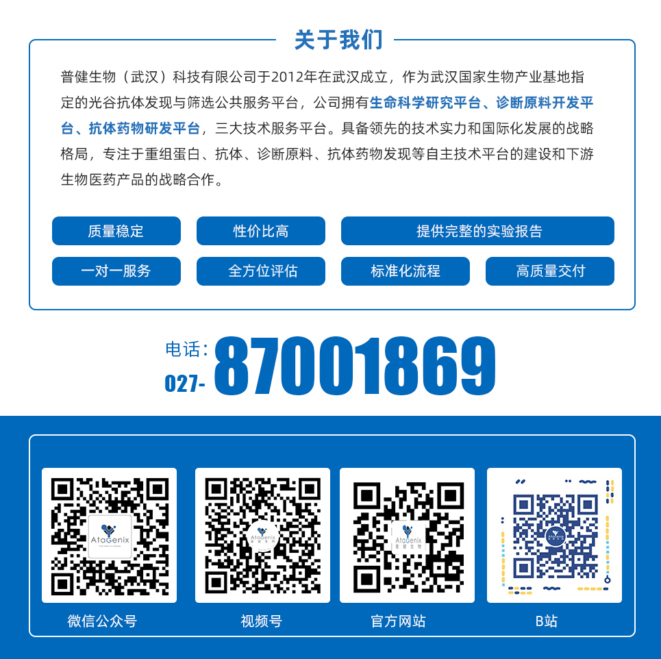 蛋白修饰系列——磷酸化抗体