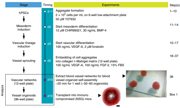 近岸类器官课堂-小血管，大网络