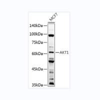 Akt1 Rabbit pAb