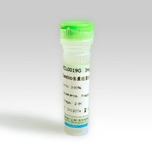 Seebio® KOD DNA Polymerase（含dNTP）