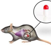 小动物核心体温测量仪，动物核心体内温度测量仪