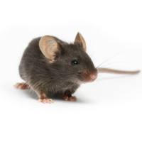 B6;C3-Tg(Prnp-SNCA*A53T)83Vle/J