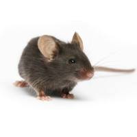 FVB-Tg(YAC128)53Hay/J