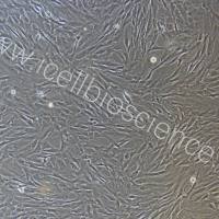 大鼠肌腱成纤维细胞/免疫荧光鉴定/镜像绮点