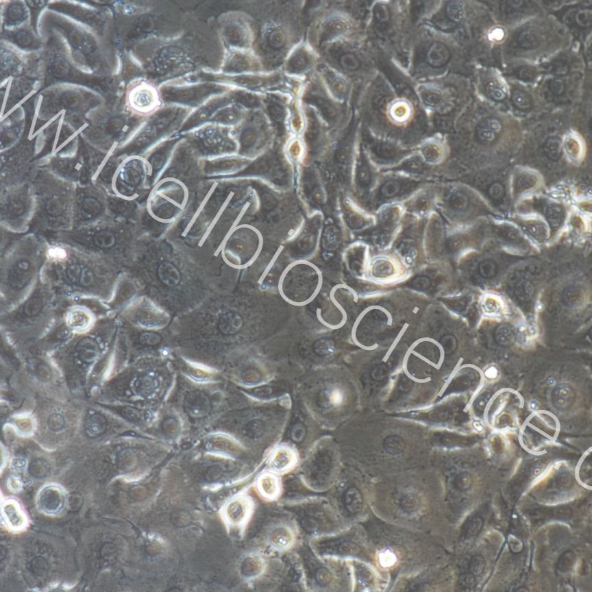 大鼠附睾上皮细胞/免疫荧光鉴定/镜像绮点（Cellverse）
