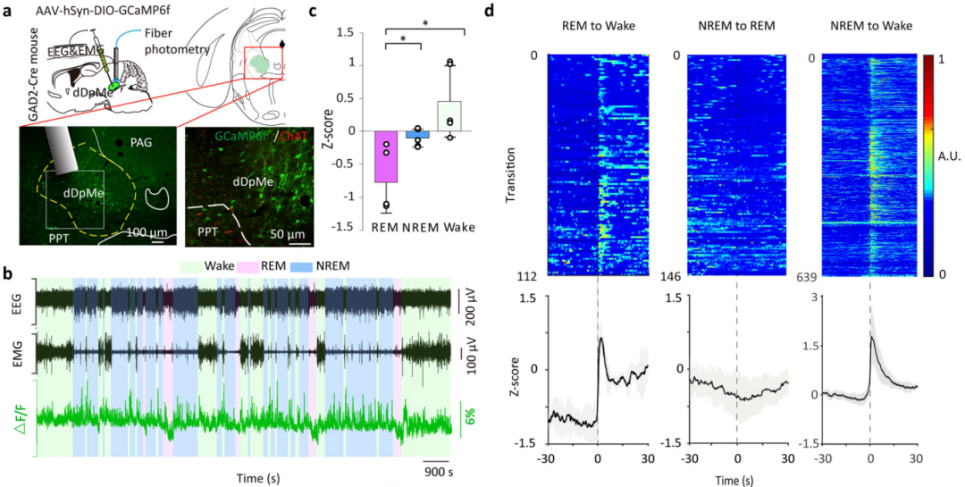 Cell Discovery：复旦大学黄志力/丁凤菲/曲卫敏团队发现终止REM睡眠新核团