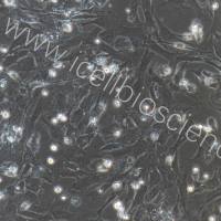 大鼠α-SMA阳性 肾周肌成纤维细胞/免疫荧光鉴定