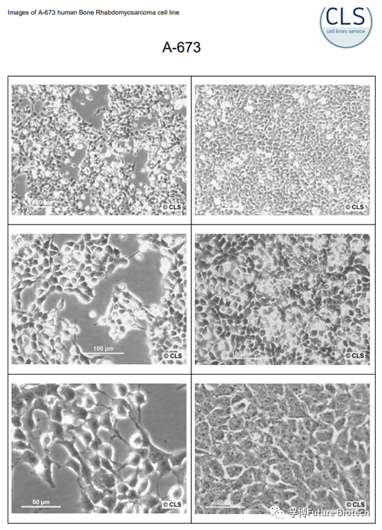 德国CLS细胞库速览