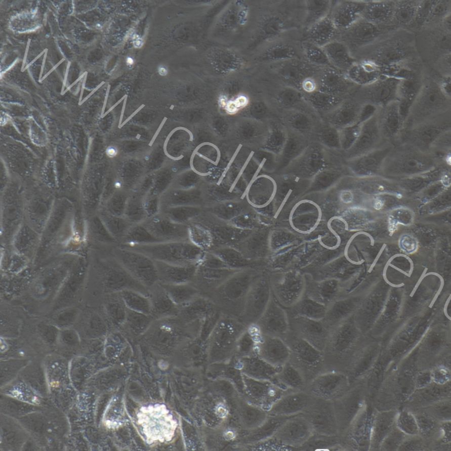 大鼠肾动脉内皮细胞/免疫荧光鉴定/镜像绮点（Cellverse）