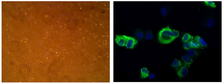 一文解读细胞厂家Cell Systems的“金标准”