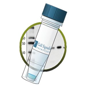 β-Catenin (D10A8) XP® Rabbit mAb