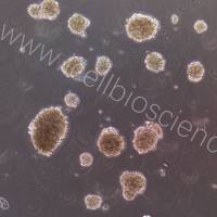 大鼠嗅球神经干细胞/免疫荧光鉴定/镜像绮点