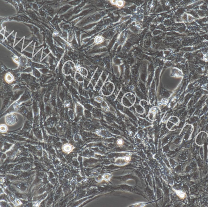 大鼠肠微血管内皮细胞  免疫荧光鉴定 镜像绮点（Cellverse）