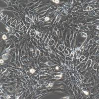 大鼠肠微血管内皮细胞/免疫荧光鉴定