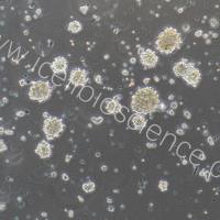 大鼠海马神经干细胞 免疫荧光鉴定  镜像绮点生物