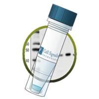 Bcl-2 (124) Mouse mAb