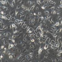 大鼠腹腔巨噬细胞  免疫荧光鉴定  镜像绮点