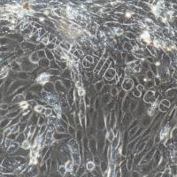 大鼠胰腺腺泡上皮细胞/免疫荧光鉴定/镜像绮点