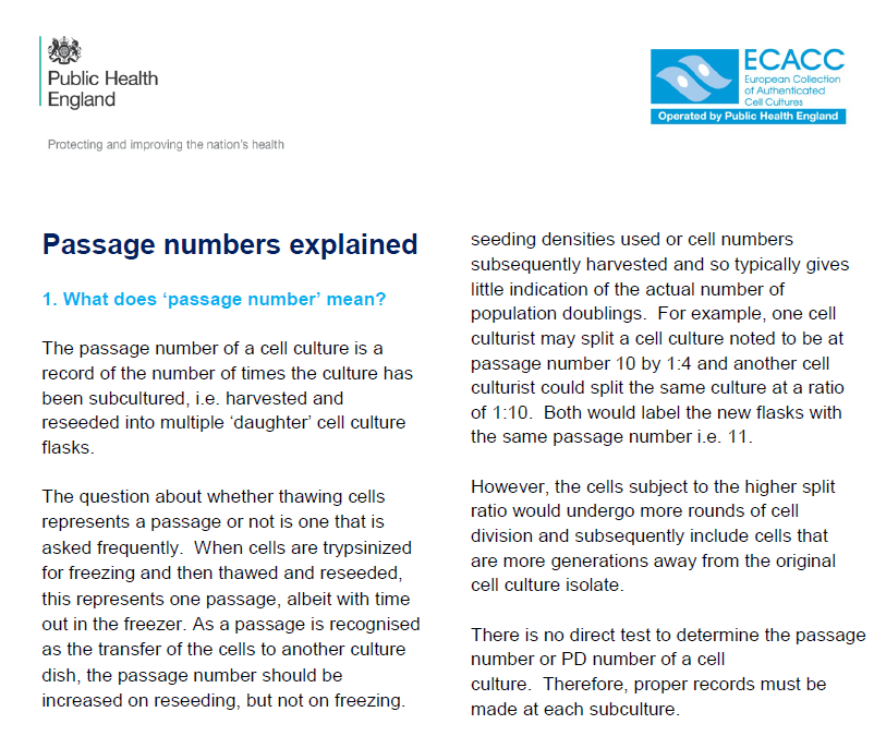小鼠肺上皮祖细胞系C22 (Clara),ECACC #07021401
