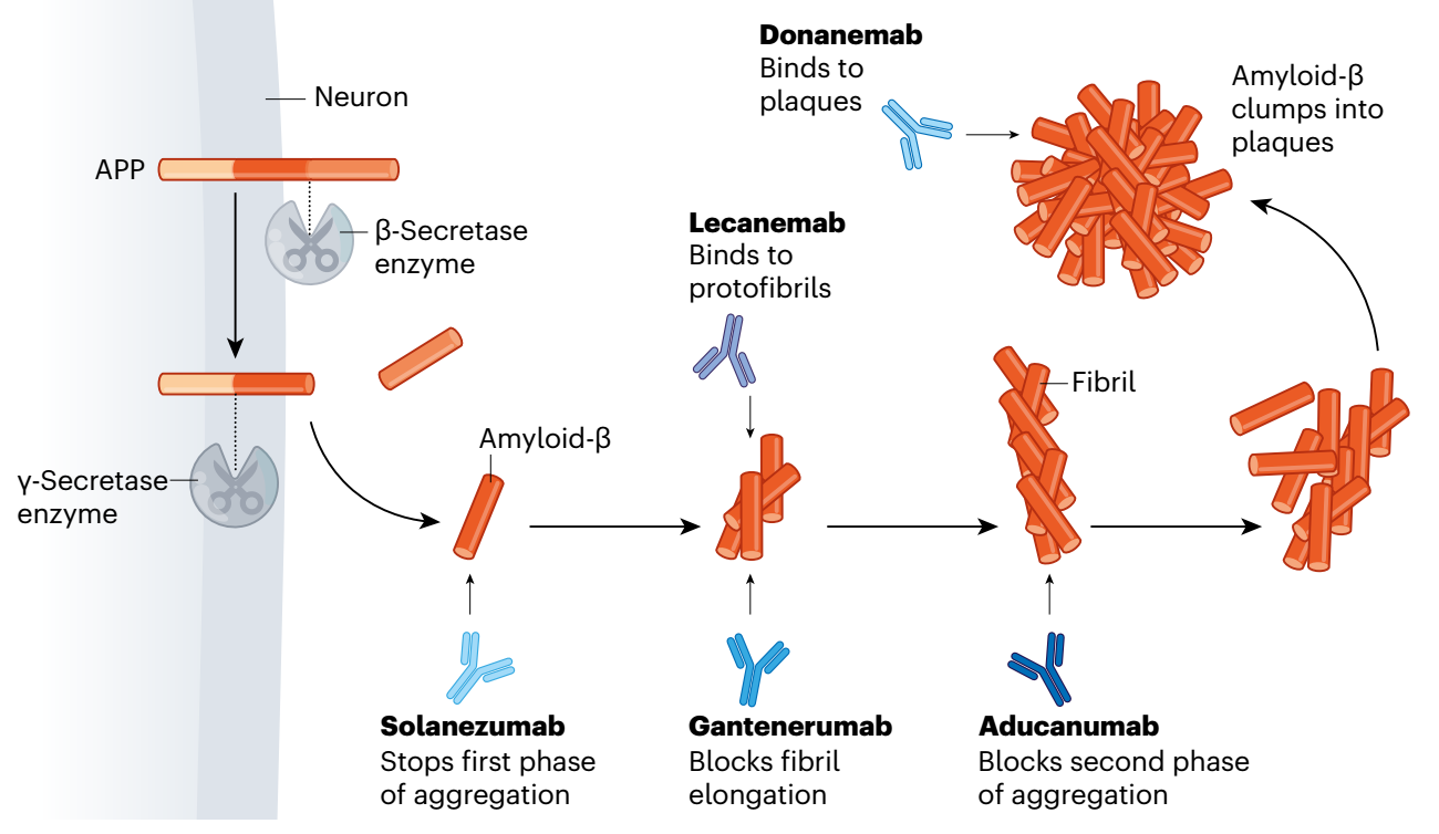 Aneuro新品Aβ42，助力靶向Aβ通路的AD药物研发 - 商家动态 - 生物在线 Lab-on-Web