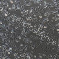 大鼠牙龈上皮细胞  免疫荧光鉴定  镜像绮点生物