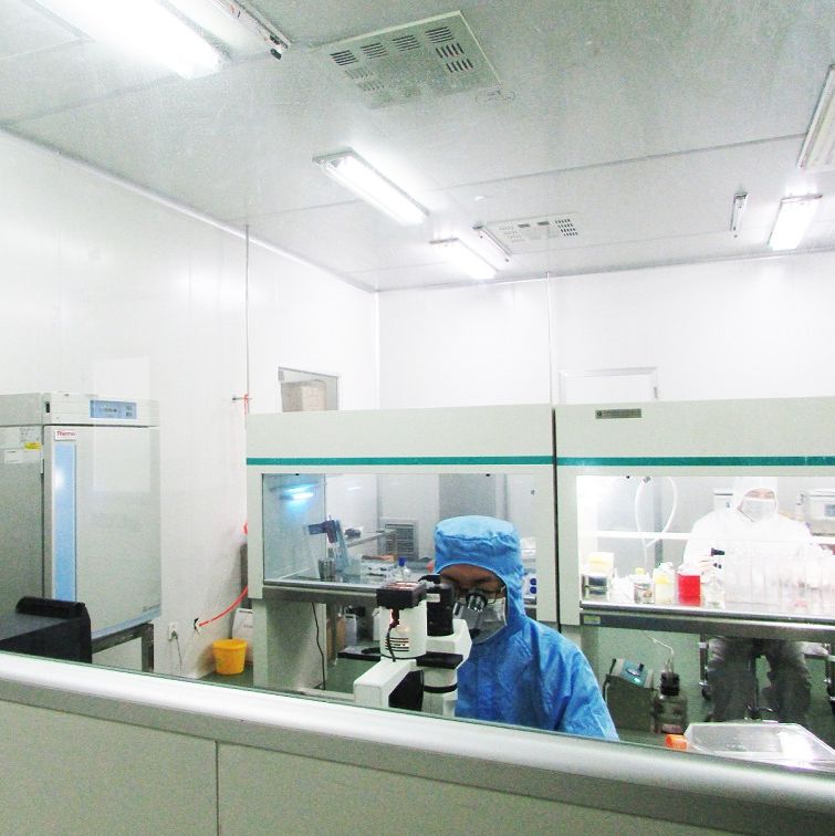 小鼠肾动脉平滑肌细胞/免疫荧光鉴定