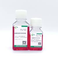 干细胞诱导分化培养基成神经诱导培养基