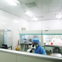 大鼠大隐静脉内皮细胞/免疫荧光鉴定/镜像绮点