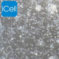 大鼠下丘脑神经元细胞/免疫荧光鉴定/镜像绮点（Cellverse）