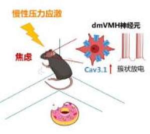 丁香实验推荐阅读